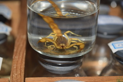 Mesobuthus phillipsi