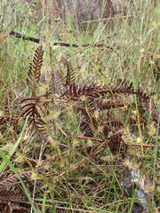 Drosera peltata