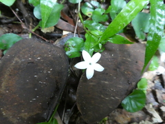 Geophila