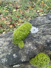 Syntrichia montana