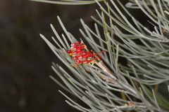 Grevillea hookeriana