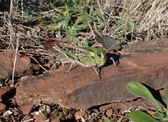 Locusta migratoria cinerascens