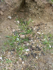 Oryctolagus cuniculus