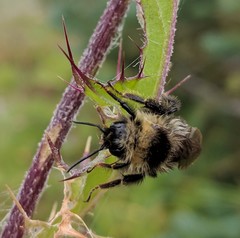 Bombus flavidus flavidus