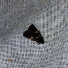 Hydrillodes lentalis