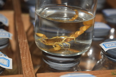 Mesobuthus phillipsi