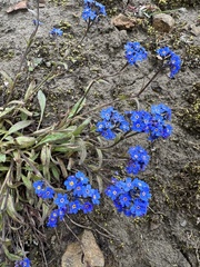 Myosotis asiatica