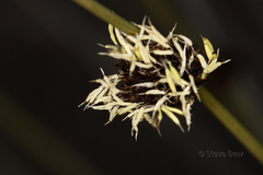 Mesomelaena pseudostygia