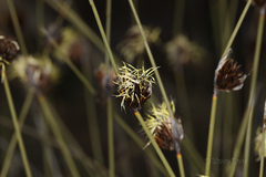 Mesomelaena pseudostygia