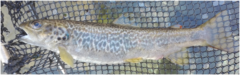 Salmo marmoratus