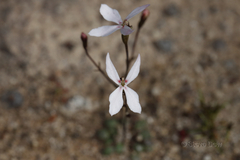 Stylidium petiolare