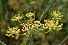 Apiaceae