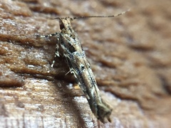 Pyroderces aellotricha