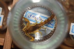 Mesobuthus phillipsi