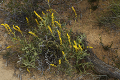 Synaphea spinulosa