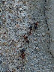 Crematogaster schmidti