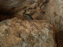 Dalmatolacerta oxycephala