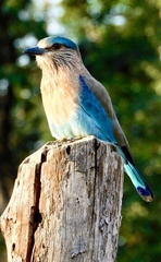 Coracias benghalensis