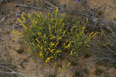 Synaphea spinulosa
