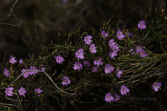 Thysanotus patersonii