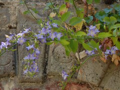 Campanula