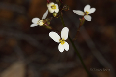 Stylidium hispidum