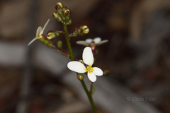 Stylidium hispidum