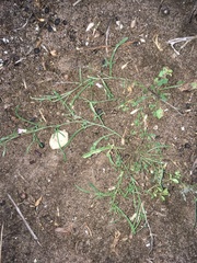 Convolvulus erubescens