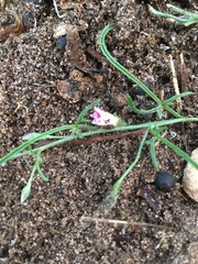 Convolvulus erubescens