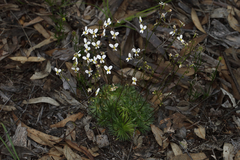 Stylidium hispidum