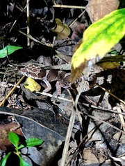 Cyrtodactylus collegalensis