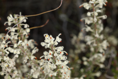 Grevillea pilulifera