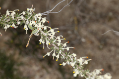 Grevillea pilulifera