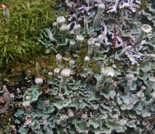 dutohlávka prstnatá (Cladonia digitata)