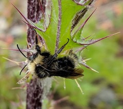 Bombus flavidus flavidus