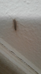 Ctenolepisma lineatum