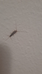 Ctenolepisma lineatum