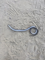 Pygopus lepidopodus