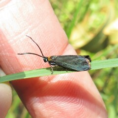 Pollanisus subdolosa