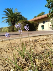 Muscari parviflorum