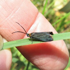 Pollanisus subdolosa