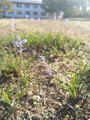 Muscari parviflorum