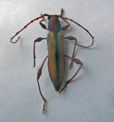 Cordylomera karschi