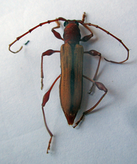 Cordylomera karschi