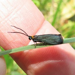 Pollanisus subdolosa