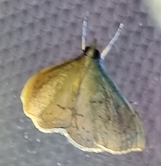 Pyraustinae