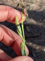 Calochilus