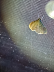 Pyraustinae