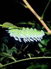 Attacus taprobanis