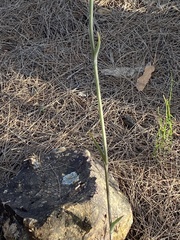 Calochilus
